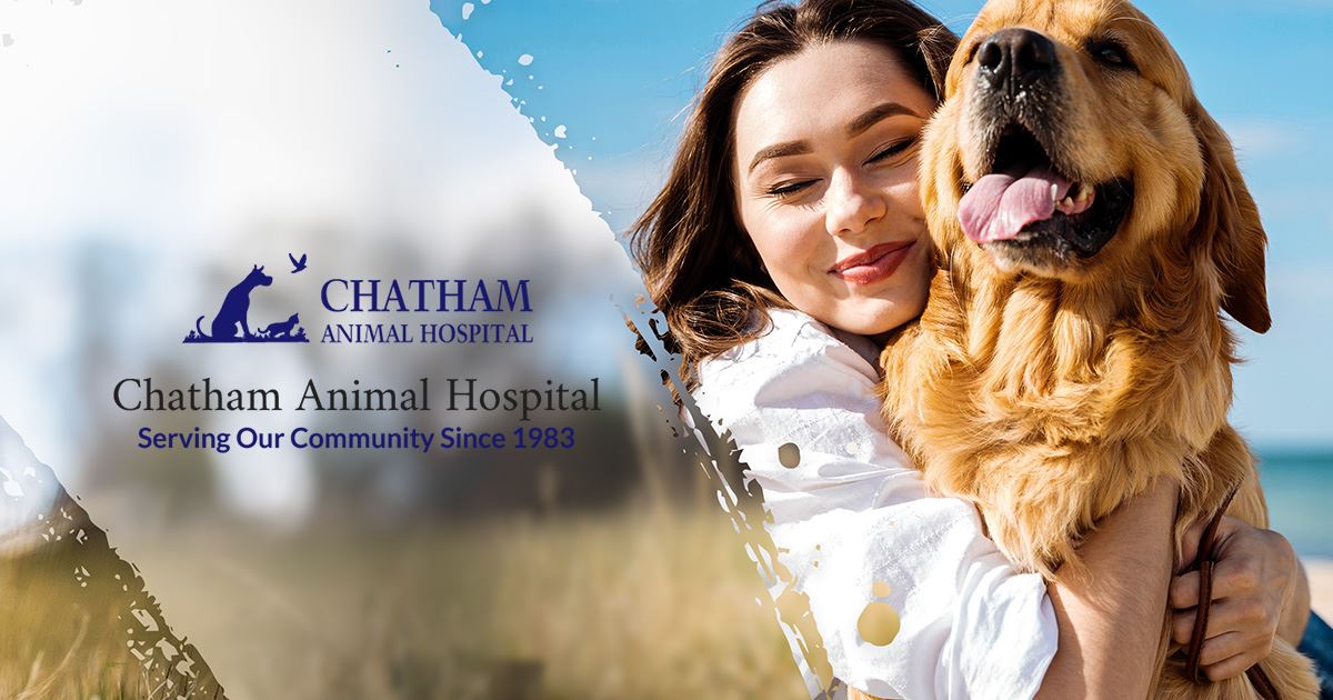 Cary Veterinarians | Chatham Animal Hospital